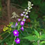 Delphinium hybrida Purple Passion
